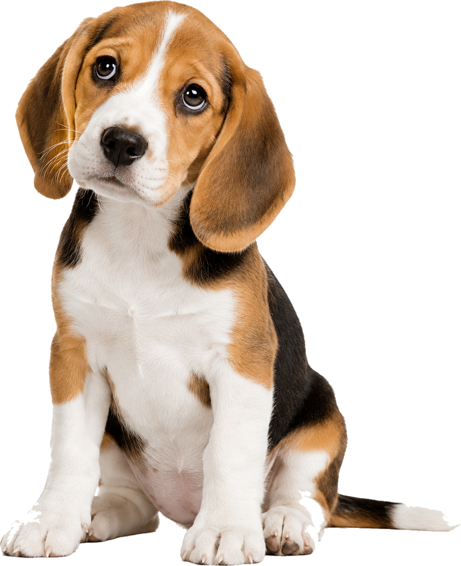 Sample beagle portrait