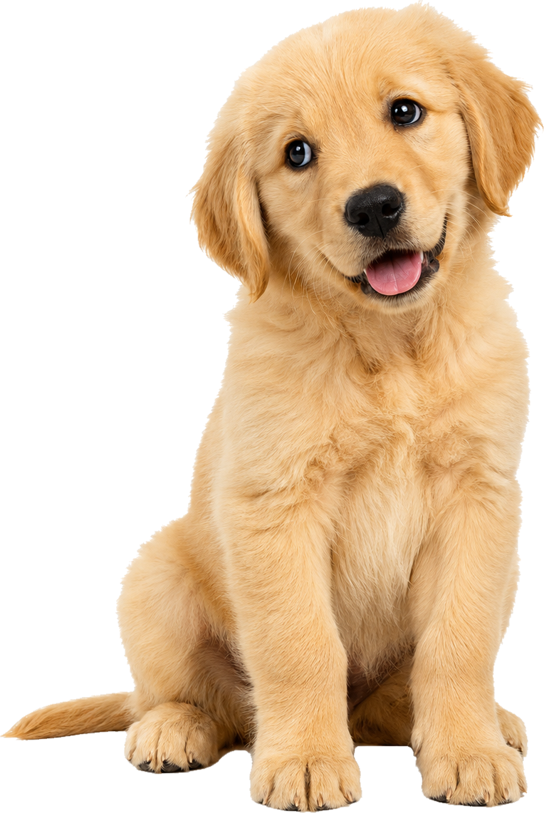 Sample golden retriever keepsake portrait